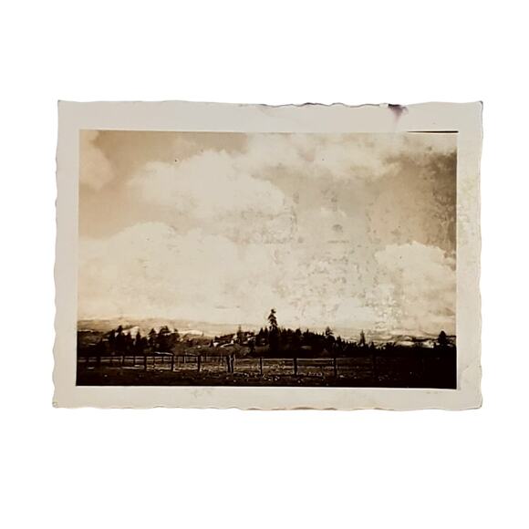 Vtg B&W Monochrome Found Photo 1930s Park Trees Cloudy Sky Naturecore Snapshot - Picture 1 of 4